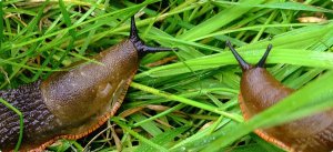 homeguides_articles_thumbs_how_to_prevent_slugs_in_the_garden.jpg.600x275_q85_crop